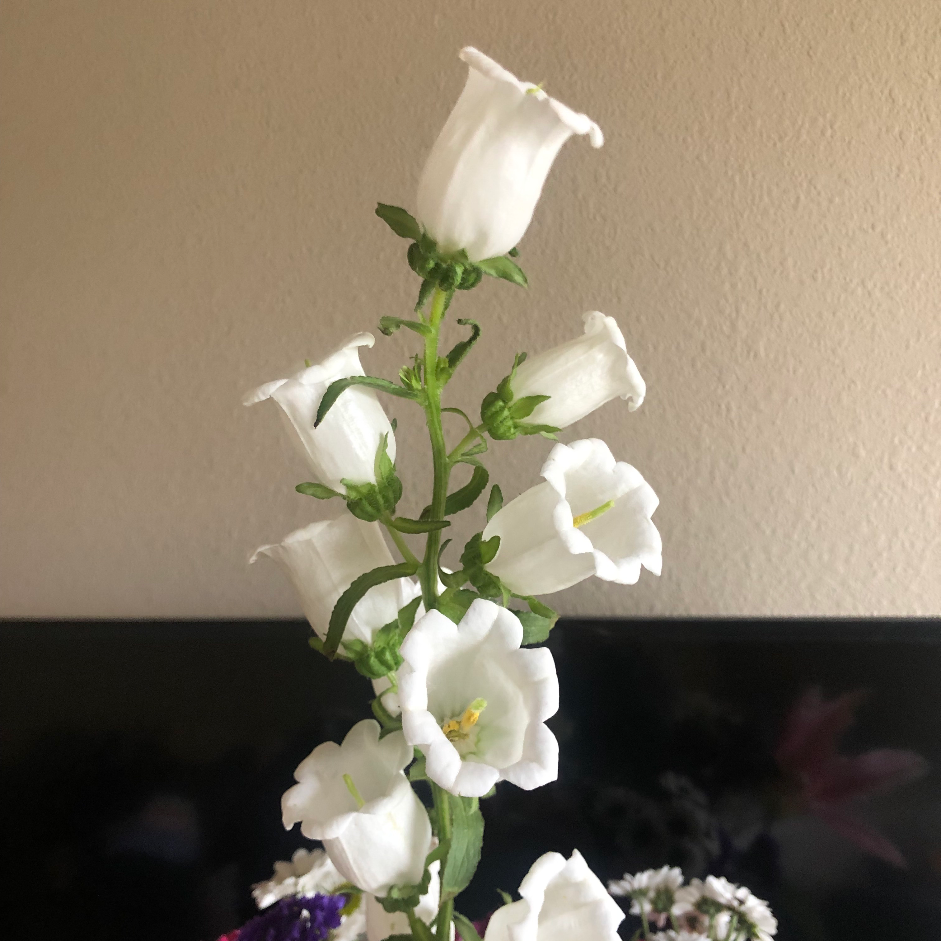 A healthy Canterbury Bells plant with white, bell-shaped flowers.