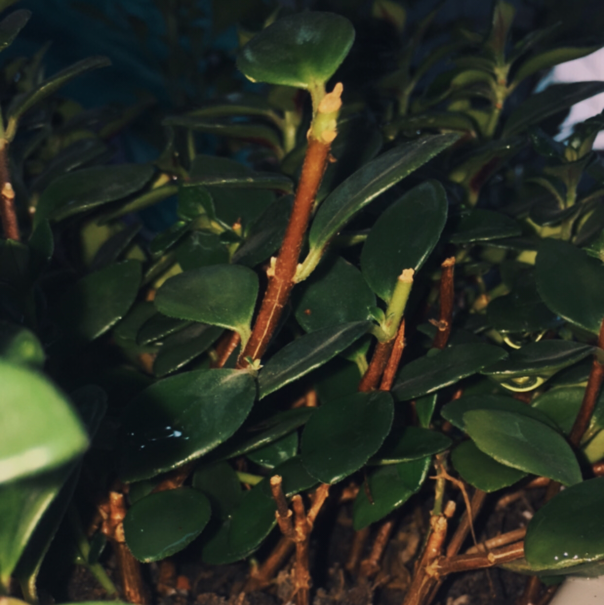 Goldfish Plant plant photo by @Vi2ky515 named Clog Plant on Greg, the plant care app.
