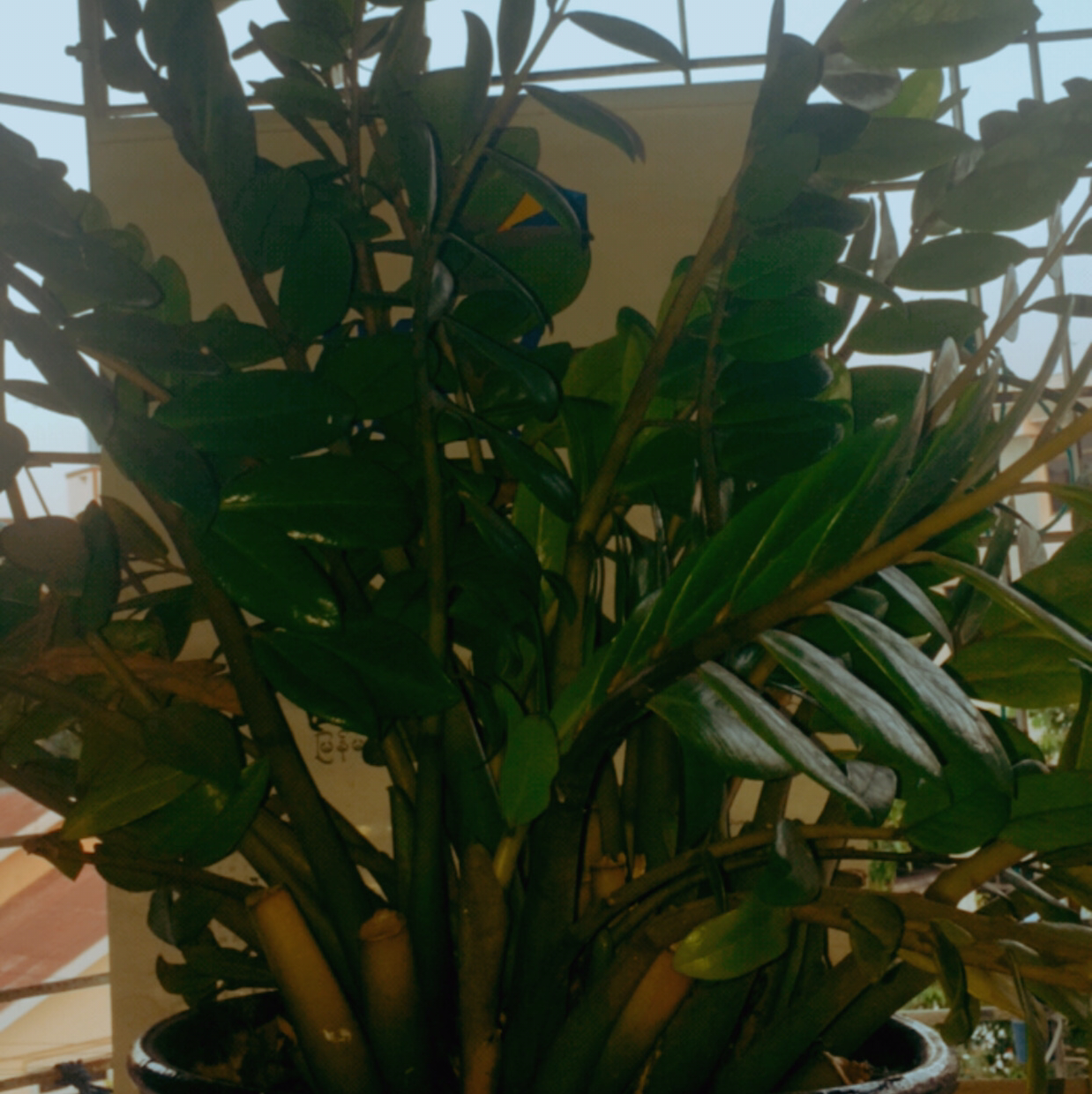 Zamioculcas Zamiifolia plant photo by @Vi2ky515 named KyoutSeintGaMone on Greg, the plant care app.