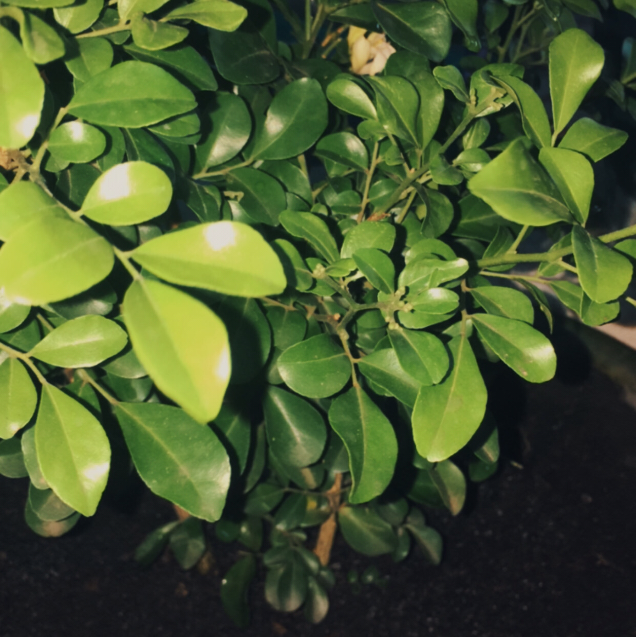 Mock Orange plant photo by @Vi2ky515 named Yuzana on Greg, the plant care app.