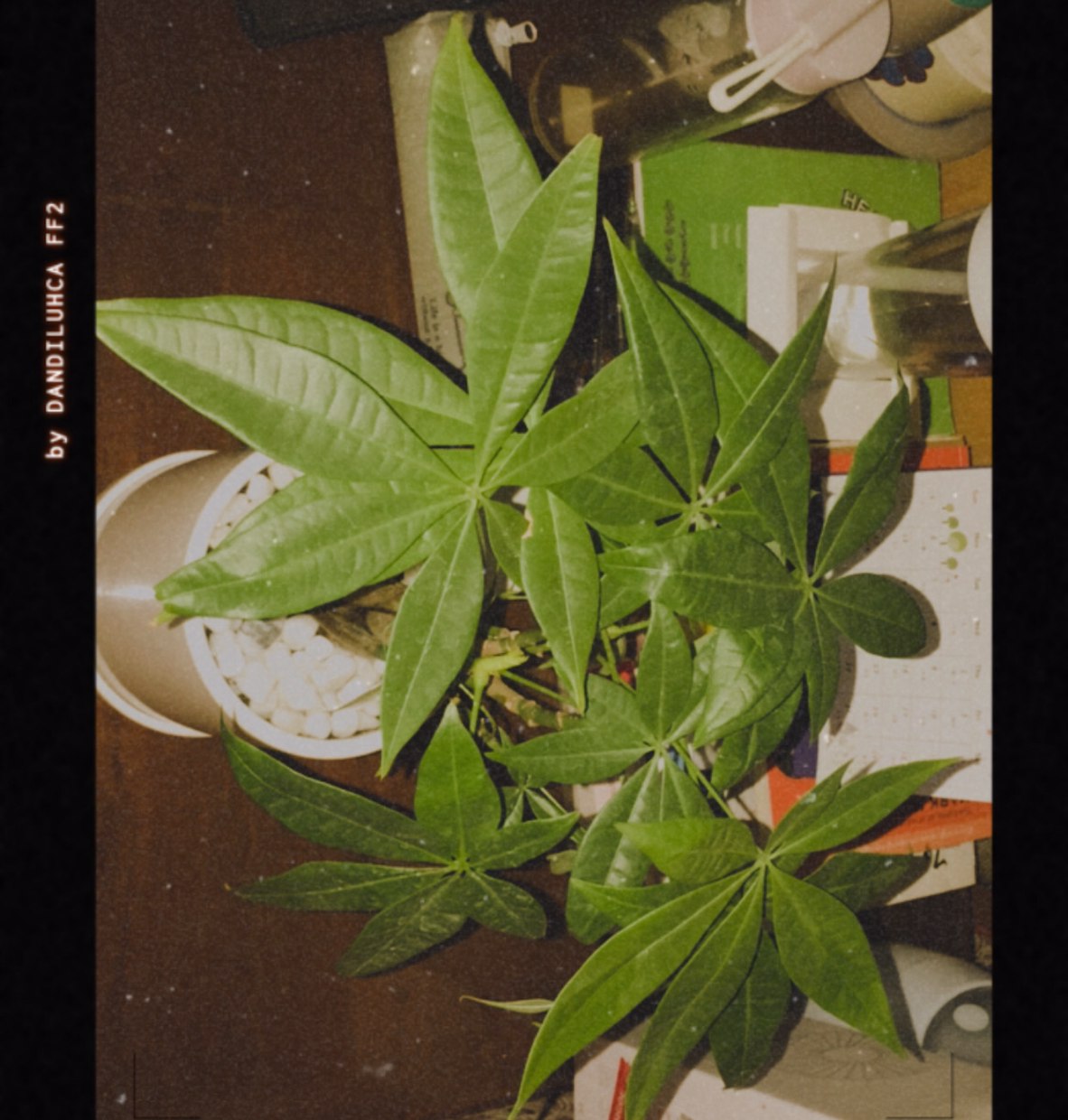 Money Tree plant photo by @Vi2ky515 named Money Plant on Greg, the plant care app.