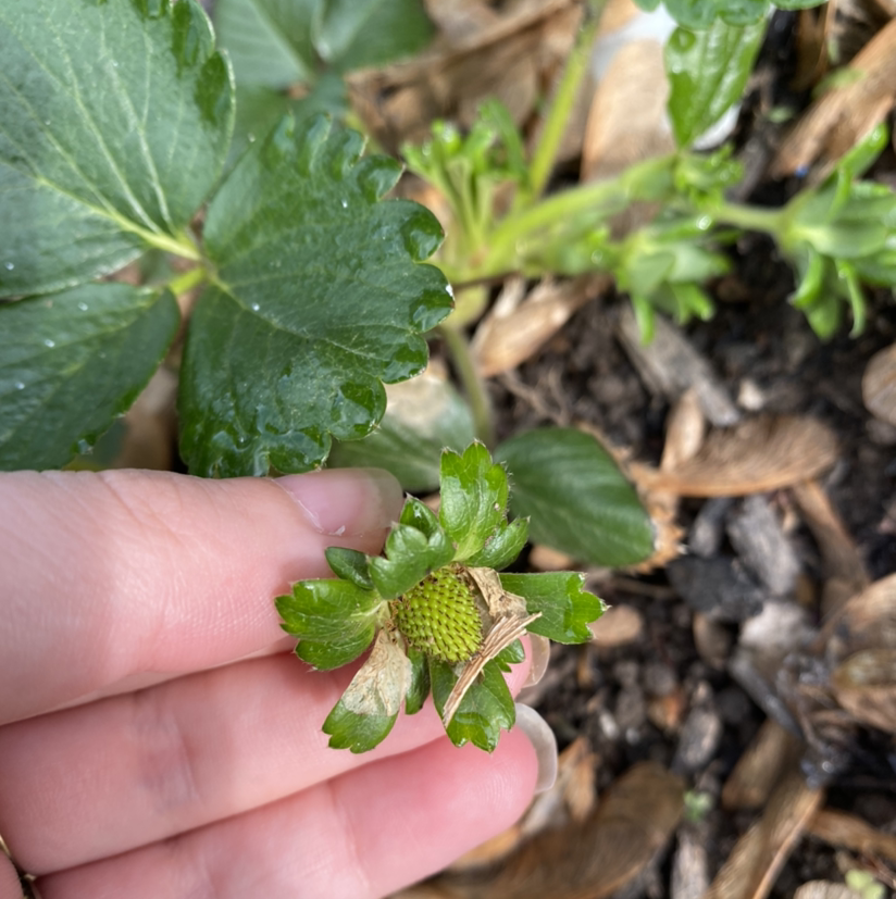 Mock Strawberry plant with green leaves and developing fruit, held by a hand.