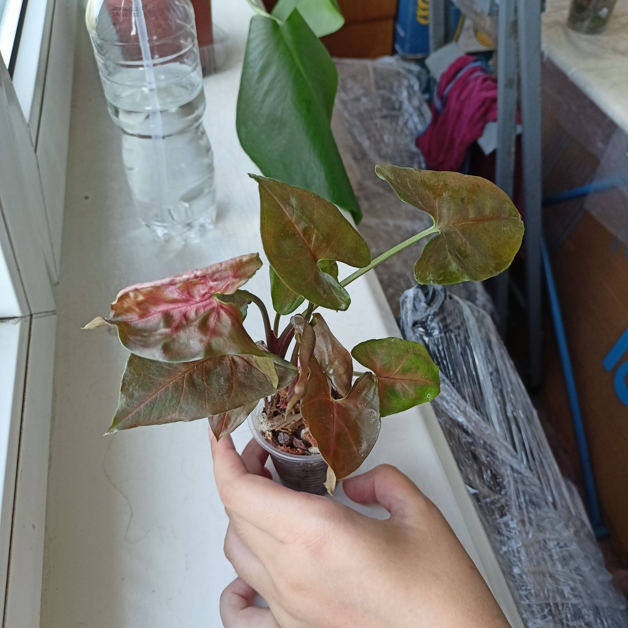Syngonium 'Maria Allusion' plant with some browning leaves, held by a hand.