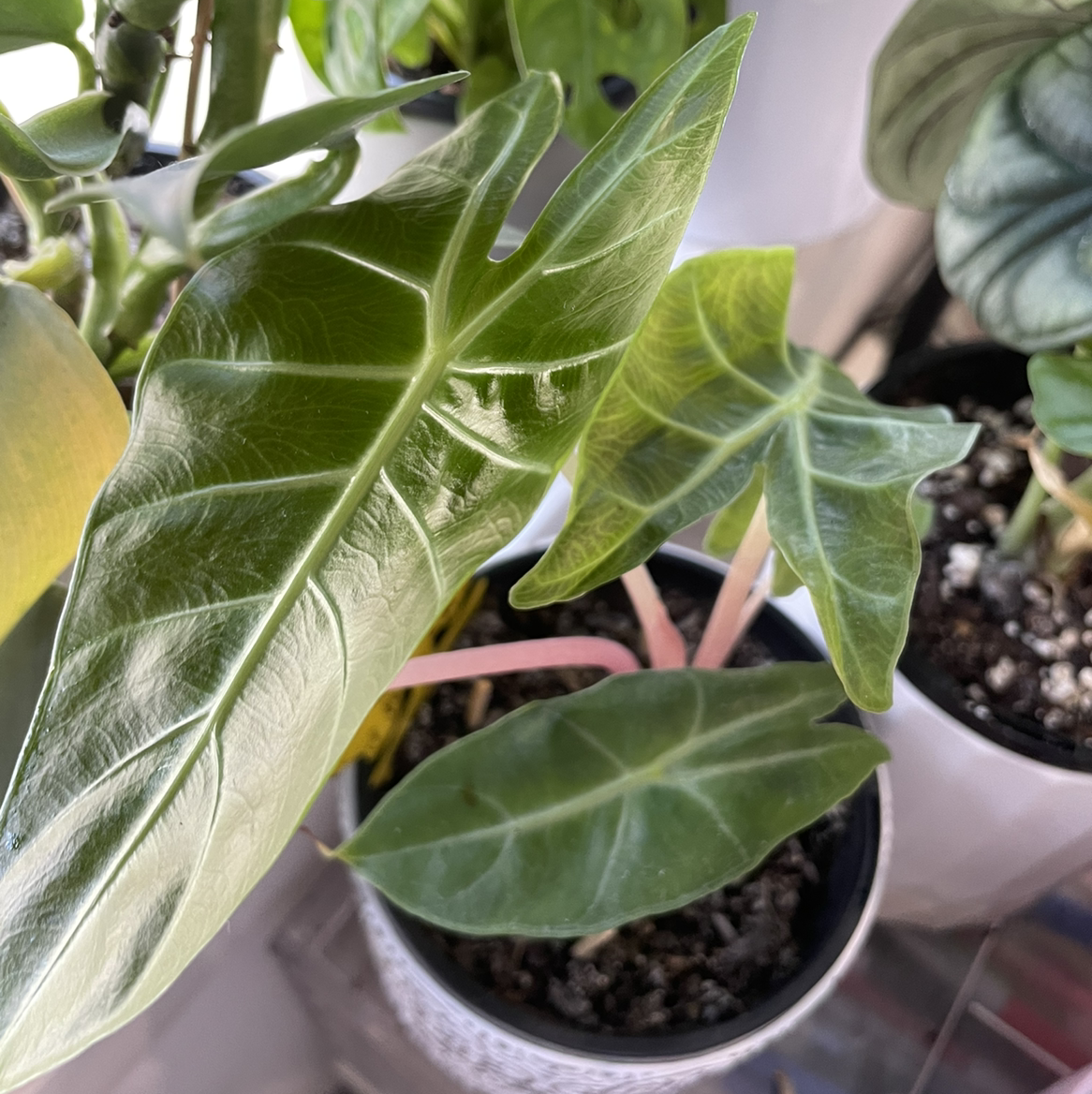 Alocasia Pink Dragon plant with healthy green leaves in a pot.