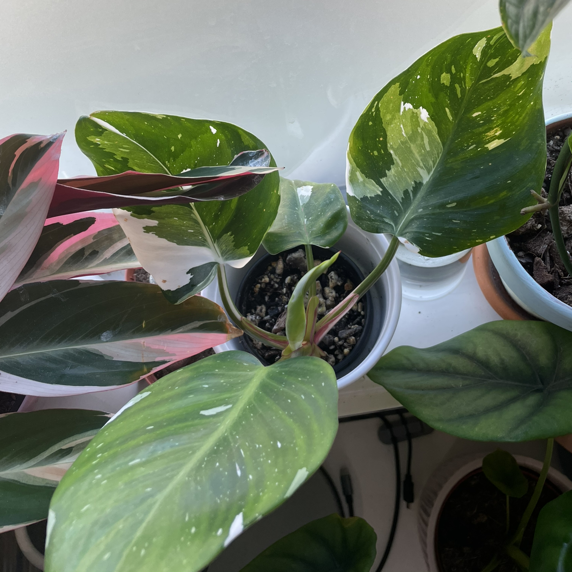 Philodendron 'White Princess' plant with variegated leaves in a pot, visible soil.