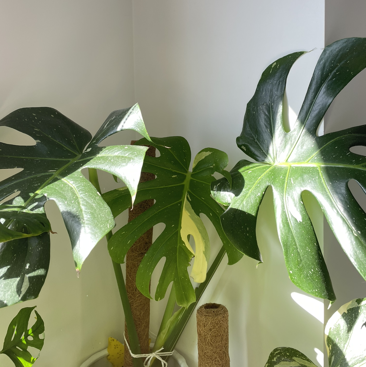 Thai Constellation Monstera plant with large, fenestrated leaves and some variegation. One leaf is yellowing.