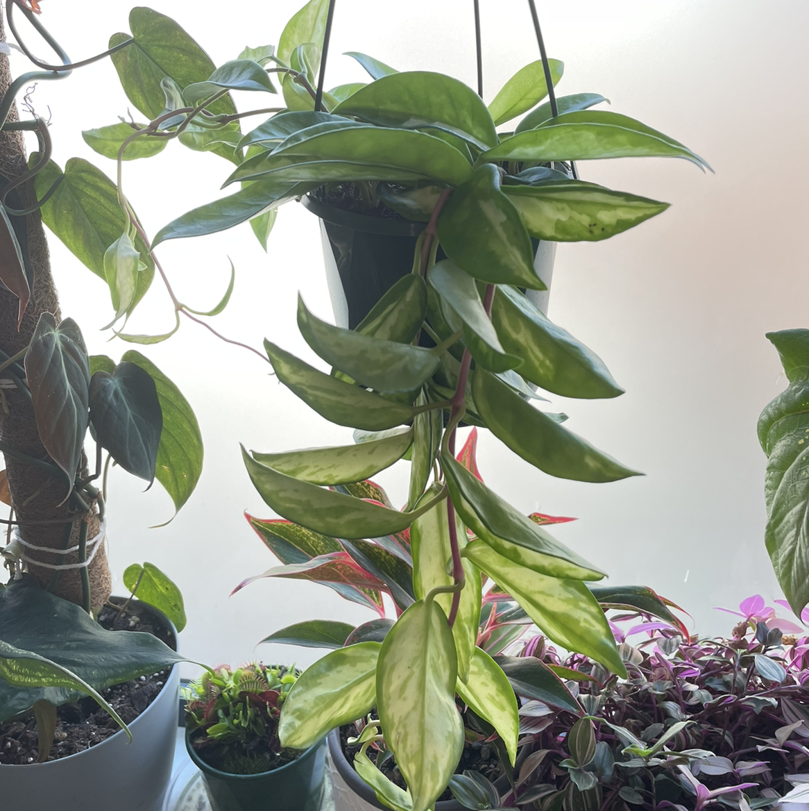 Hanging Krimson Princess Hoya plant with variegated leaves, surrounded by other plants.