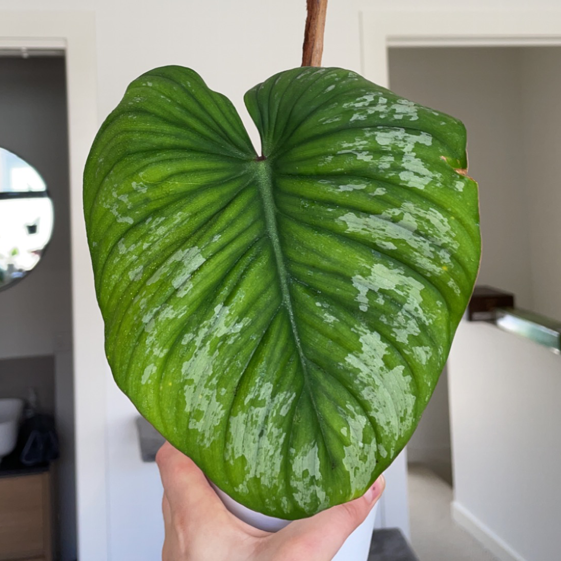 Philodendron mamei leaf with silver markings, held by a hand.