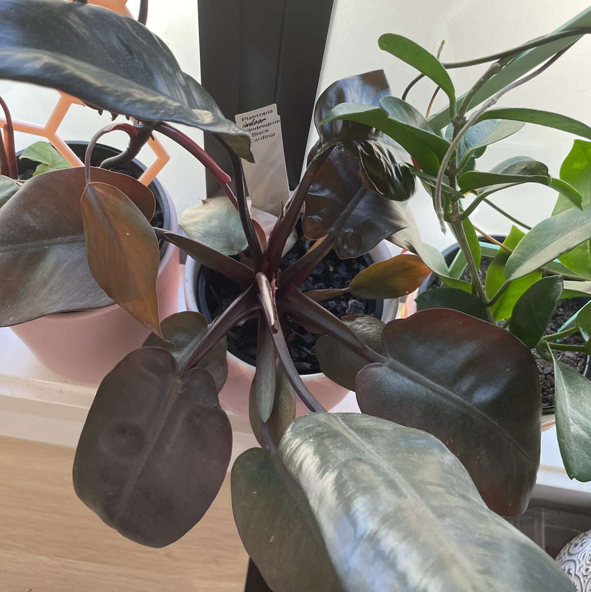 Philodendron 'Black Cardinal' plant with dark, glossy leaves in a pot. Soil is visible.
