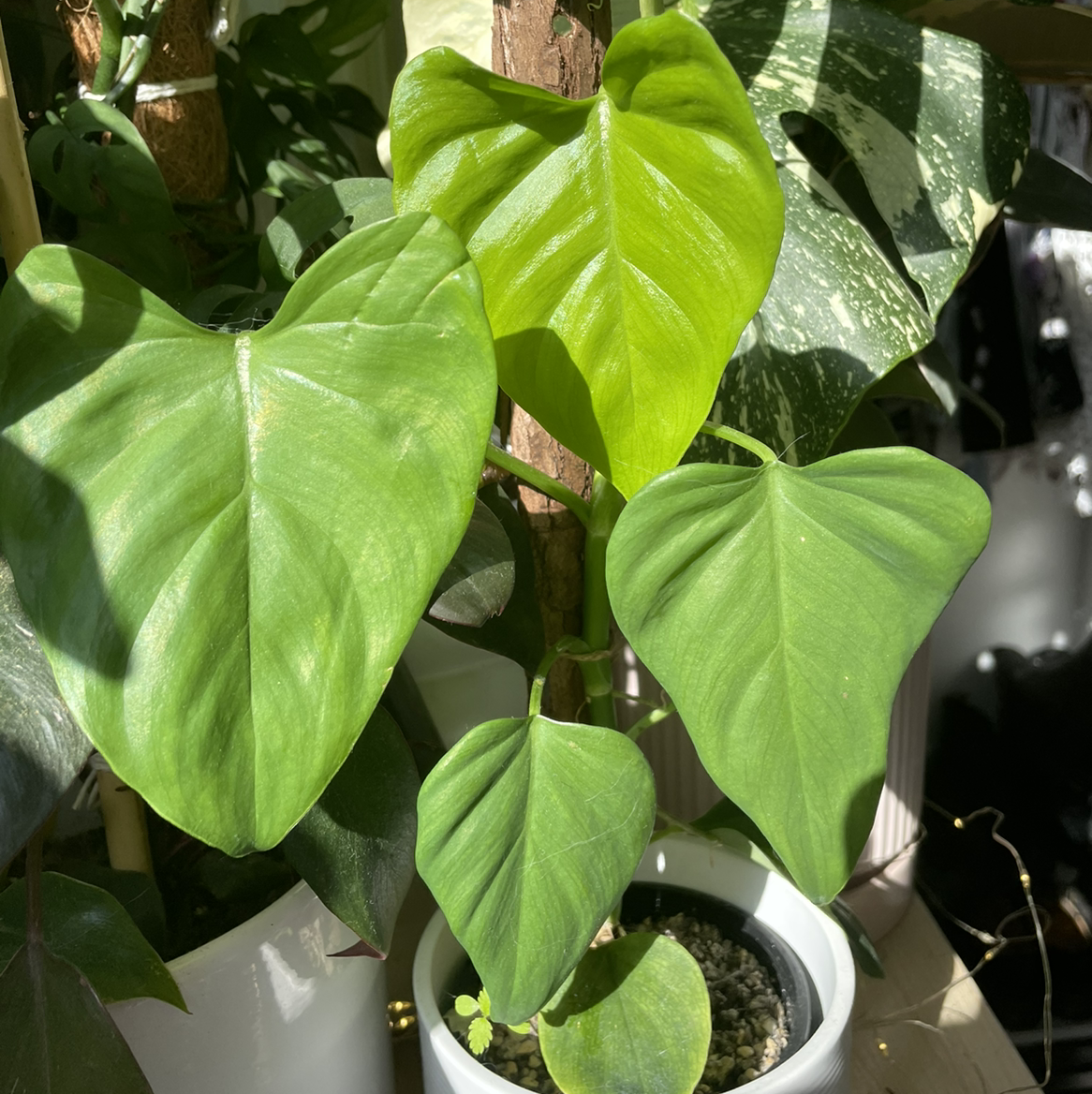 Photo of the plant species Philodendron jacquinii by @marley named Philodendron Jacquinii on Greg, the plant care app
