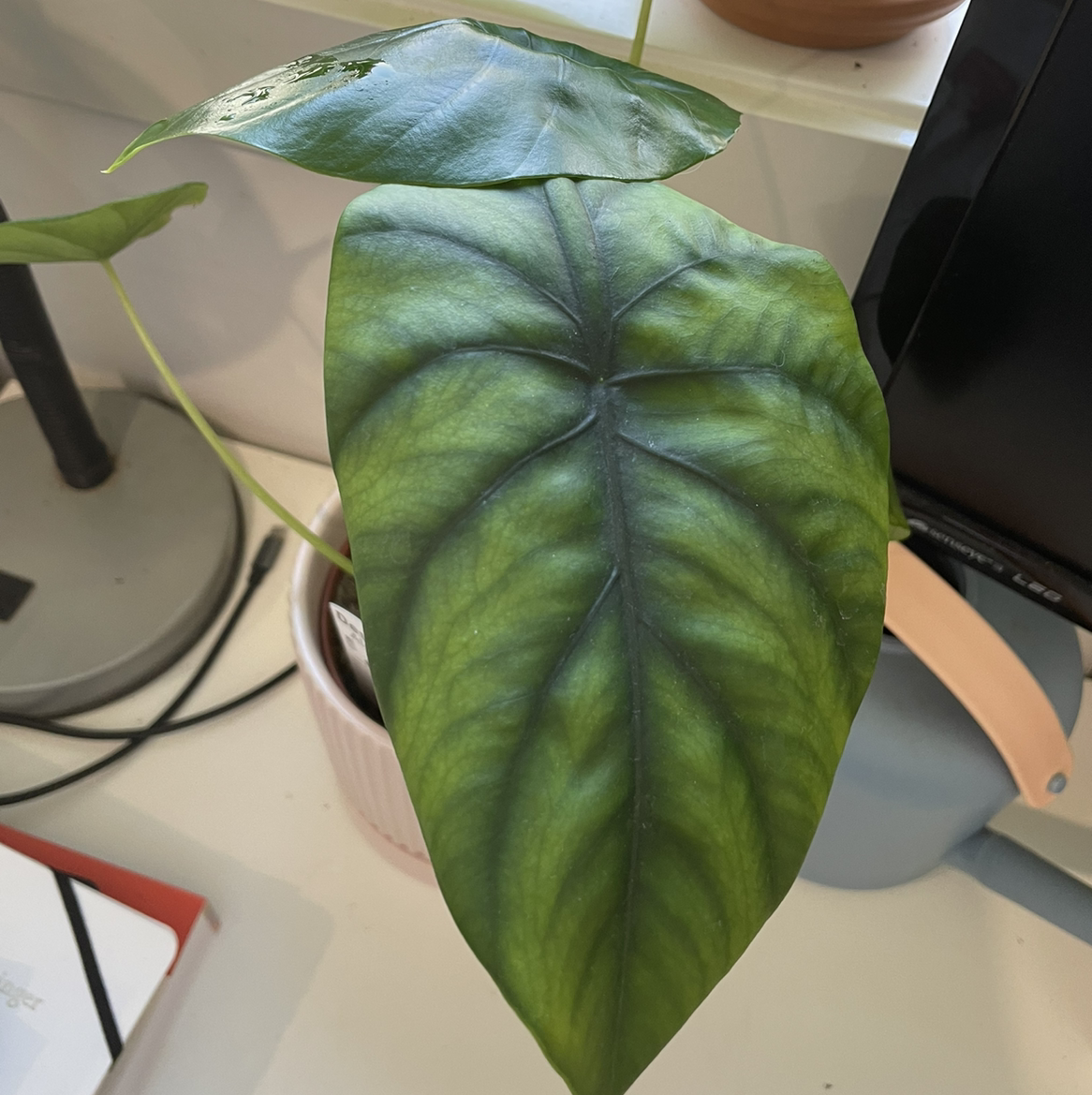 Close-up of a healthy Alocasia Green Shield leaf with vibrant green color.