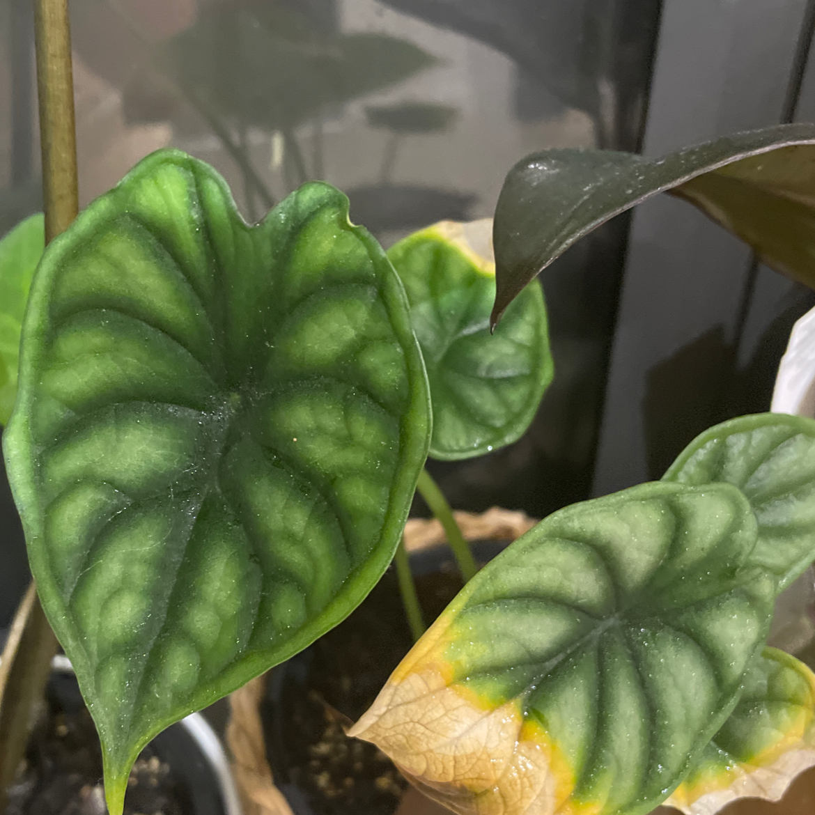 Alocasia 'Dragon Scale' plant with textured leaves, some showing yellowing and browning edges.