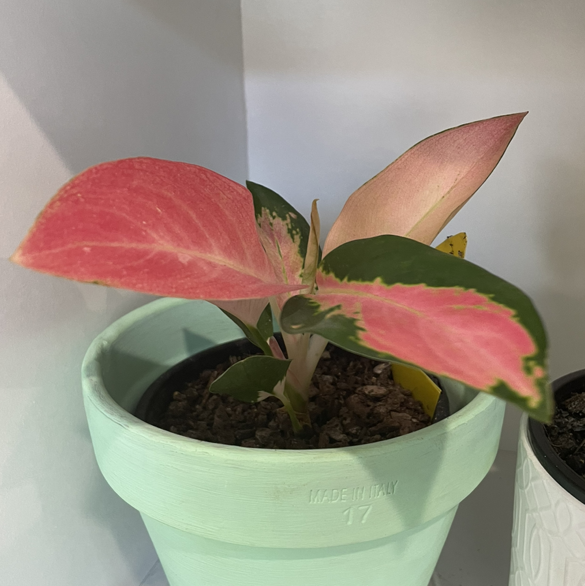 Aglaonema 'Favonian' plant in a light green pot with pink and green leaves.