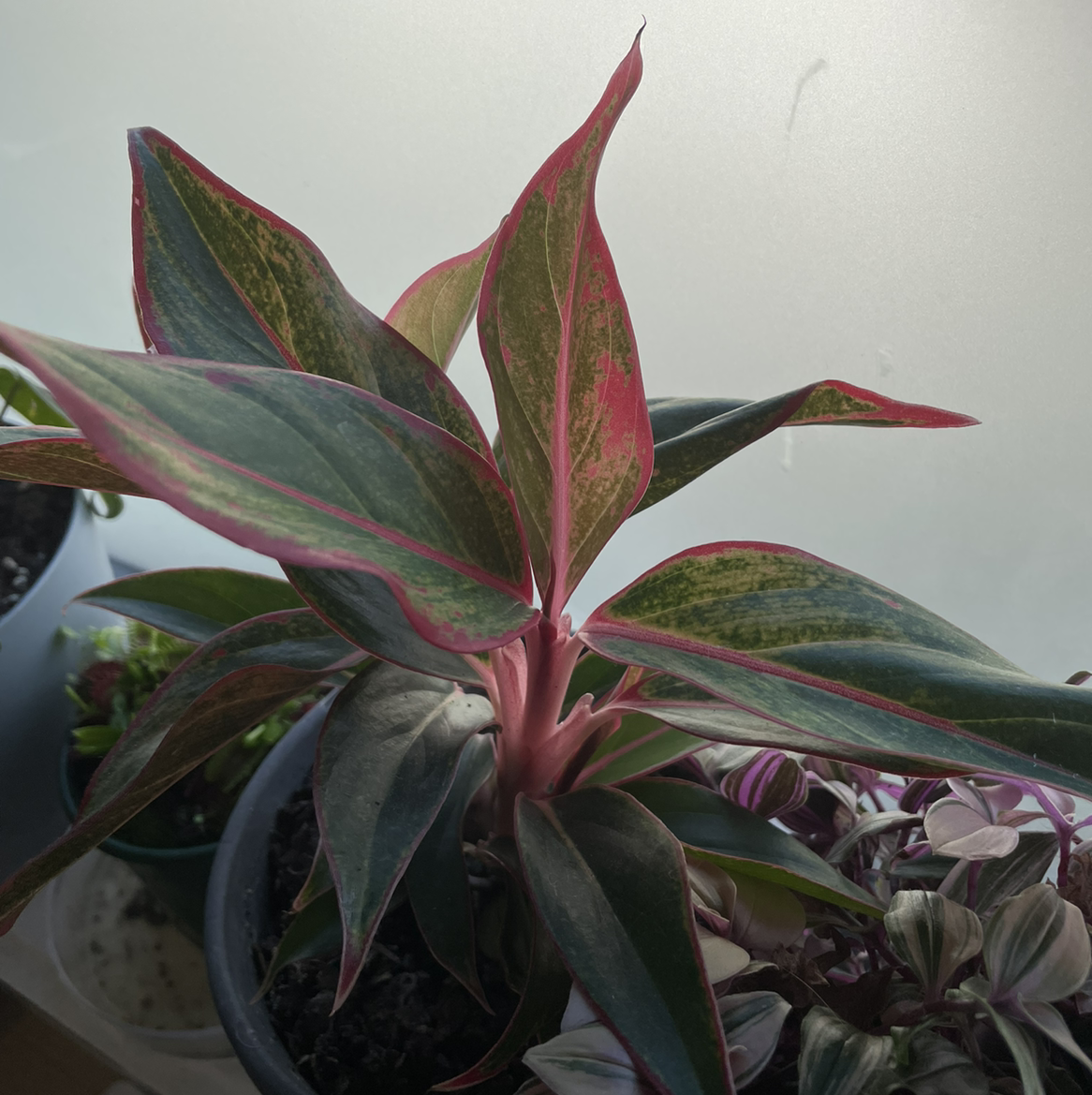 Aglaonema 'Red Valentine' plant with variegated green and red leaves in a pot.