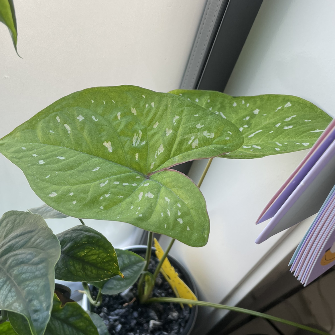 Photo of the plant species Caladium 'Tie-Dyed Tree Frog' by @marley named Caladium Tie Dye on Greg, the plant care app