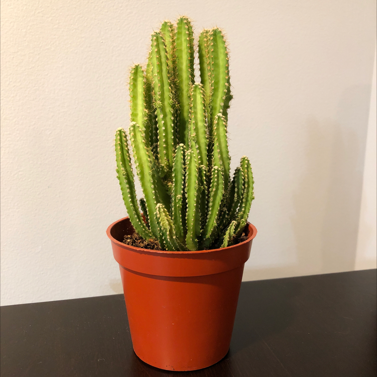 Fairy Castle Cactus in a red pot, healthy and well-framed.
