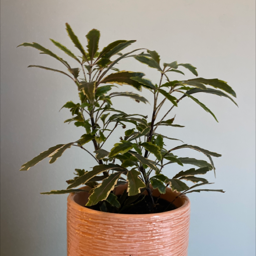 false Aralia plant in a pot with healthy green leaves.