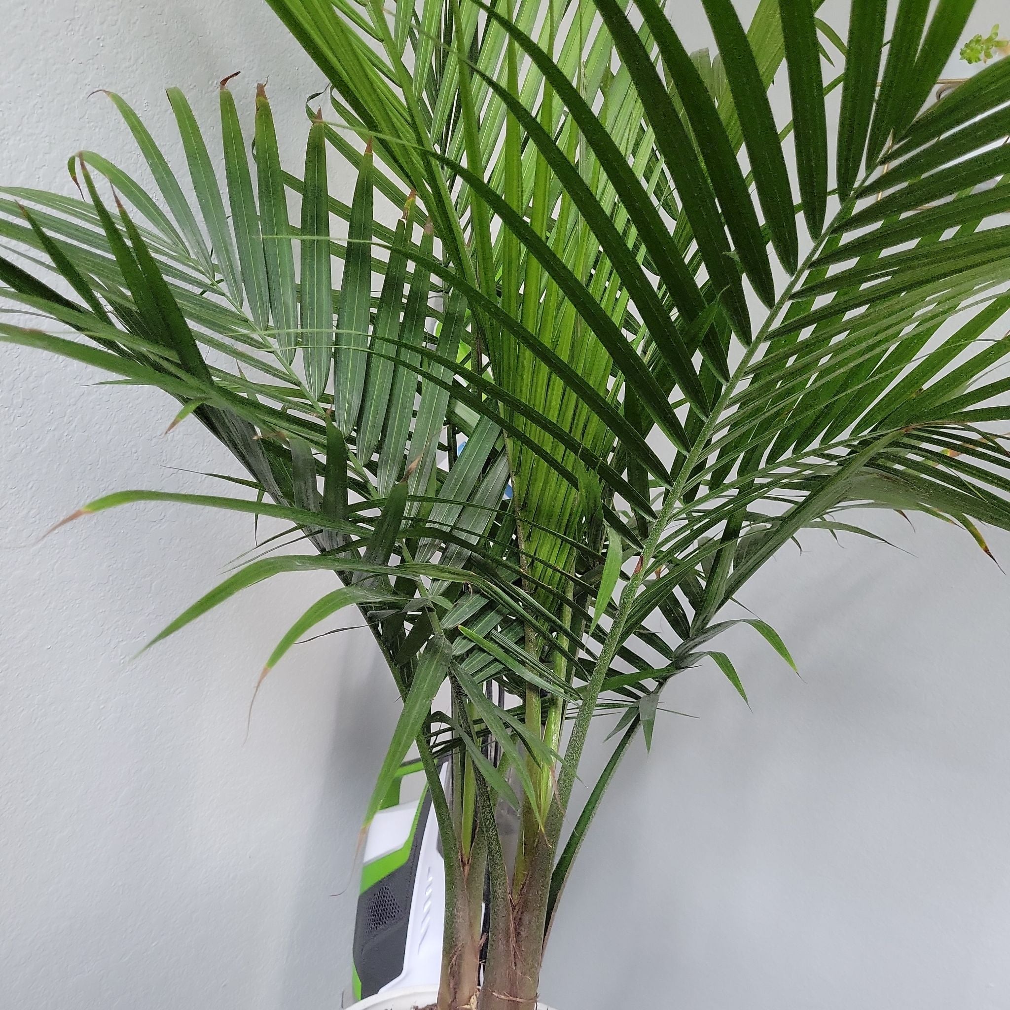 Photo of the plant species Majesty Palm by @NurseCatmint named Pam on Greg, the plant care app