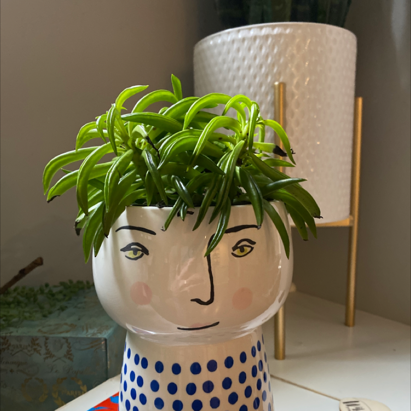 Photo of the plant species Pincushion Peperomia by @Marycherry64 named Josey on Greg, the plant care app