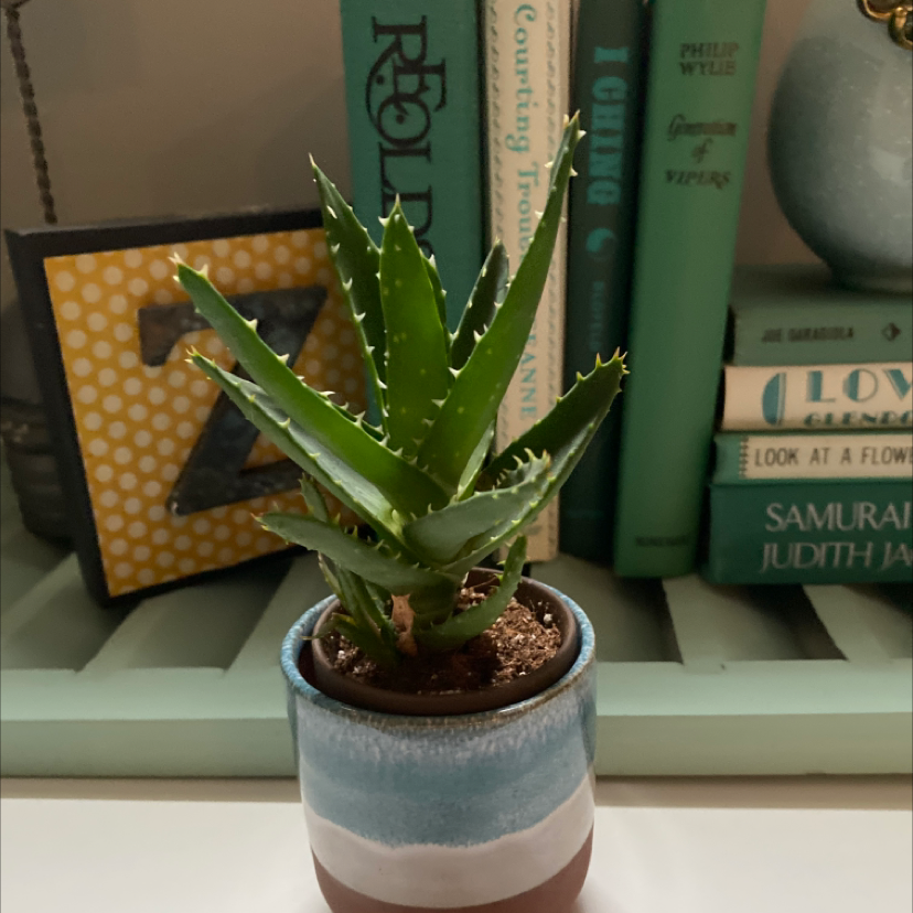 Potted Short-Leaved Aloe plant on a shelf with books in the background.