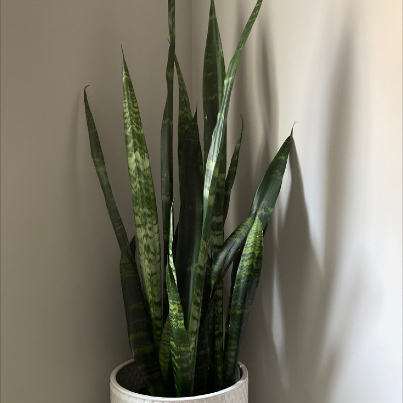 Snake Plant plant photo by @Marycherry64 named Jake on Greg, the plant care app.