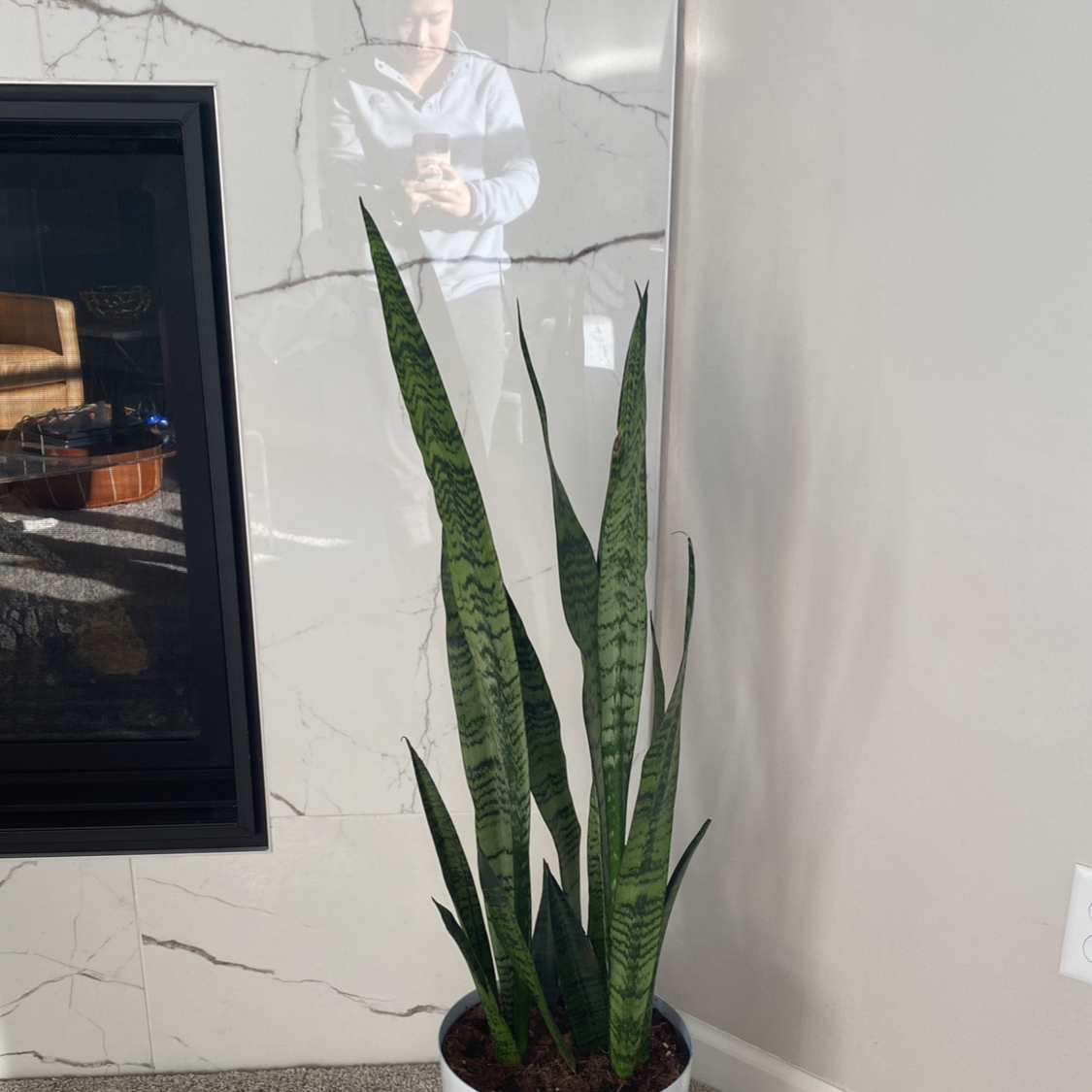 Snake Plant plant photo by @Sophia named Snake on Greg, the plant care app.