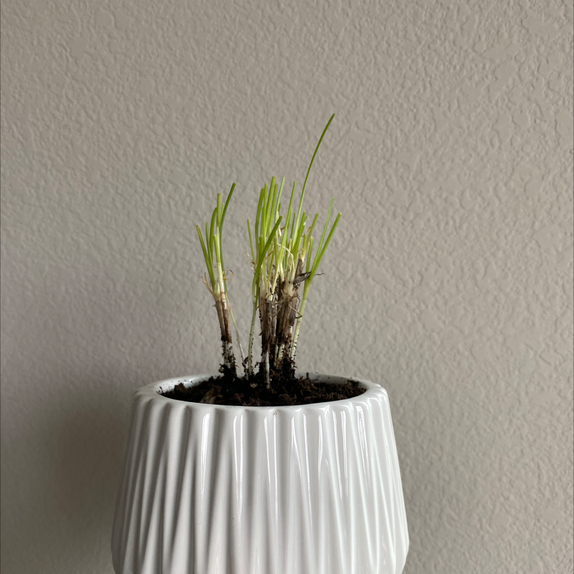 Potted Wild Chives plant with green shoots in a white textured pot.