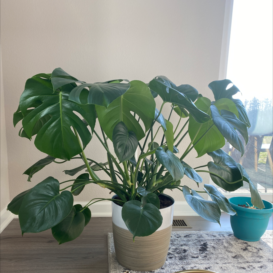 Monstera plant photo by @Sophia named Mr Monstera on Greg, the plant care app.