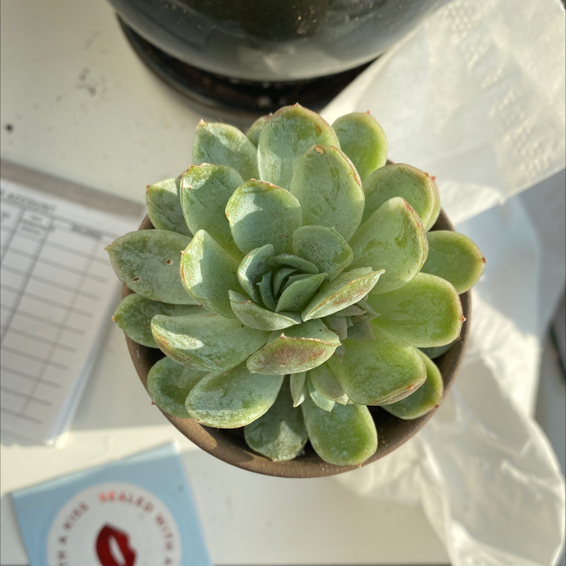 Photo of the plant species Echeveria Elegans by @Sophia named Succulenny II on Greg, the plant care app