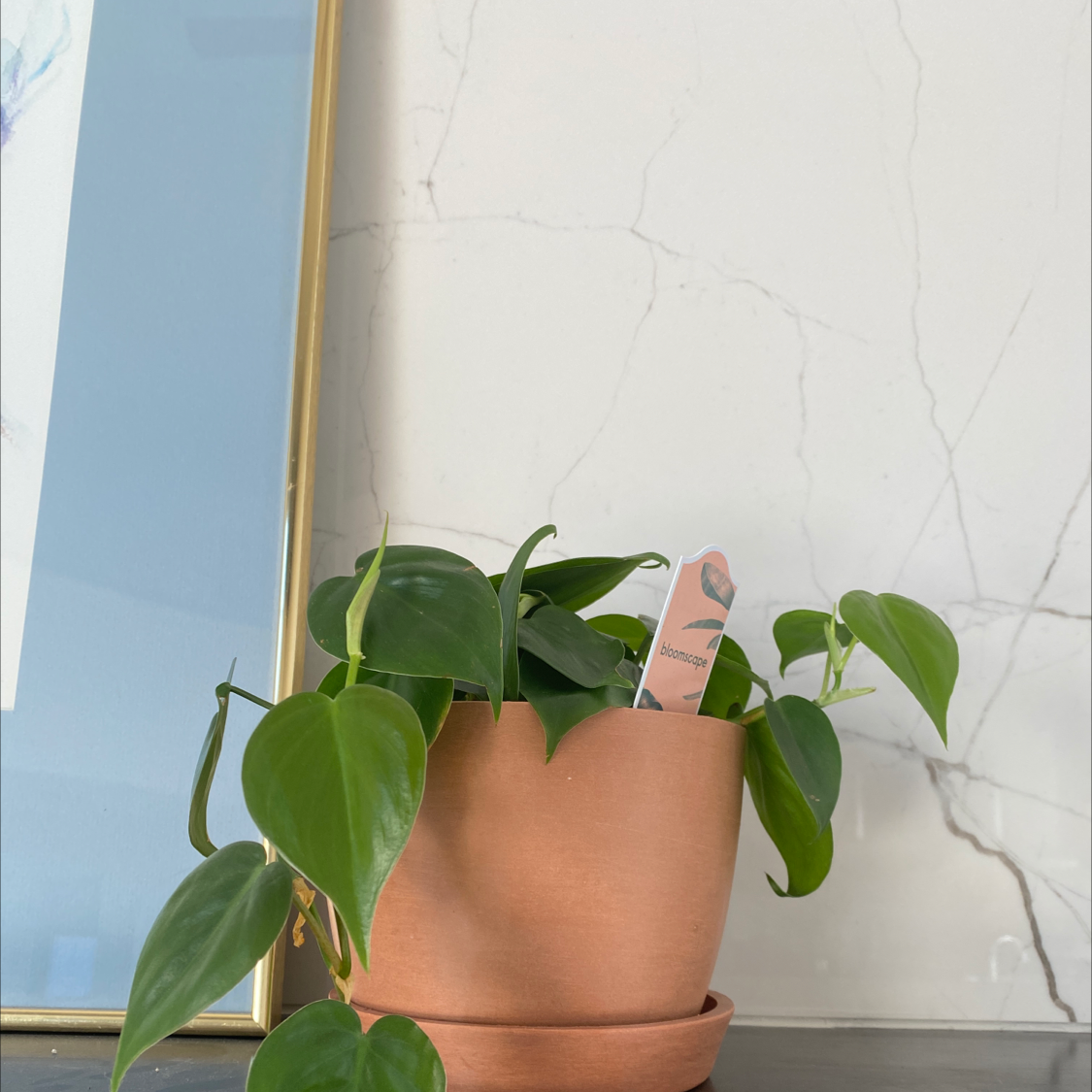 Philodendron Scandens plant photo by @Sophia named Heartleaf on Greg, the plant care app.
