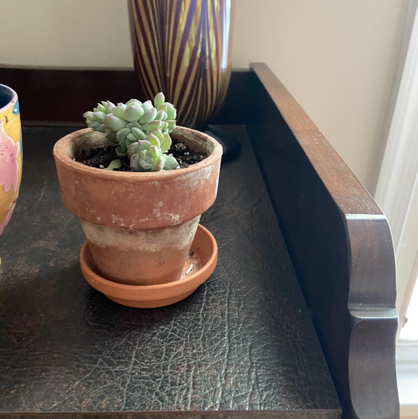 Healthy Sedum morganianum succulent plant in a terracotta pot, with long trailing blue-green leaves.