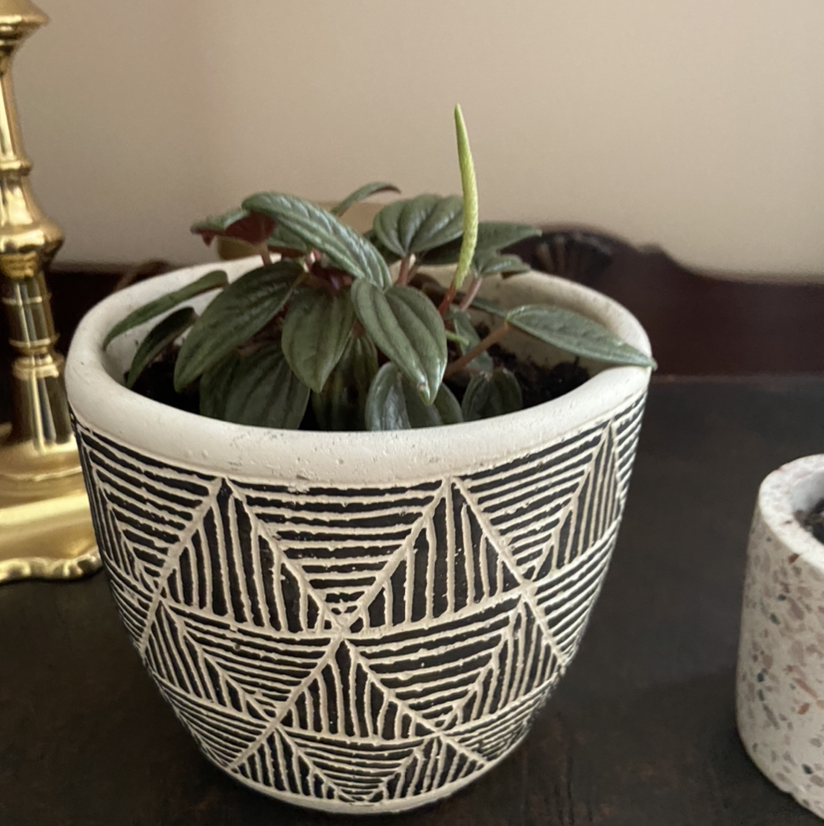 Emerald Ripple Peperomia plant in a decorative pot, appears healthy.