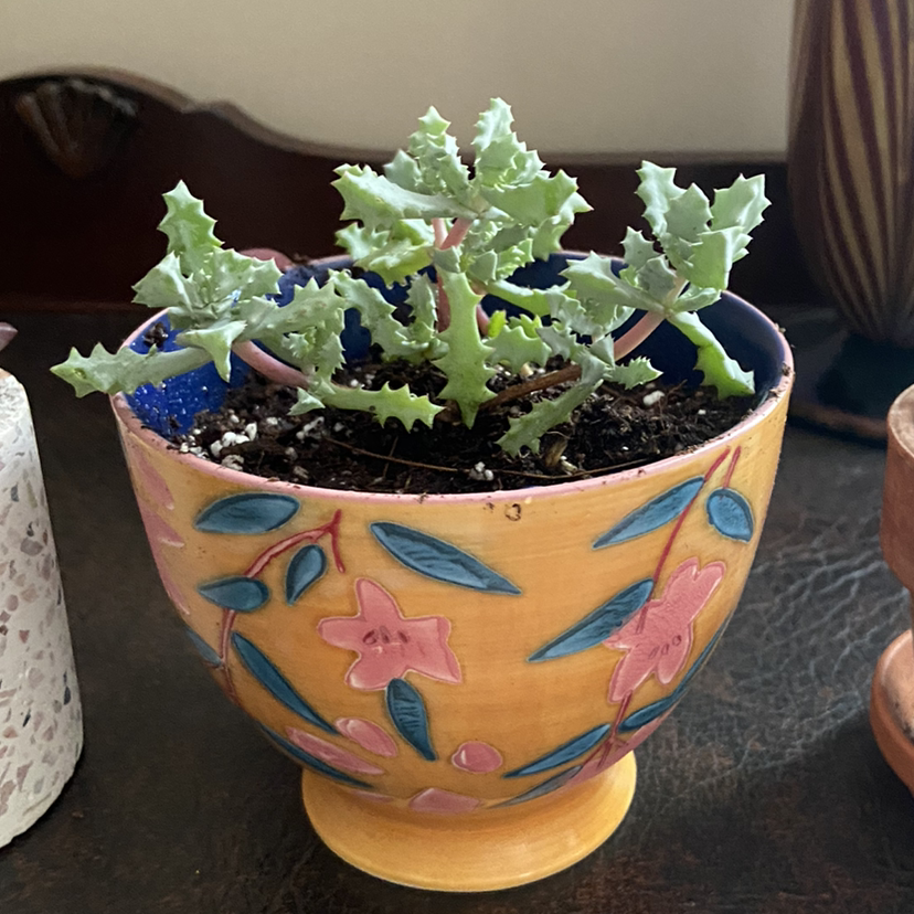 Deltoid-Leaved Dew Plant in a decorative pot, healthy with visible soil.
