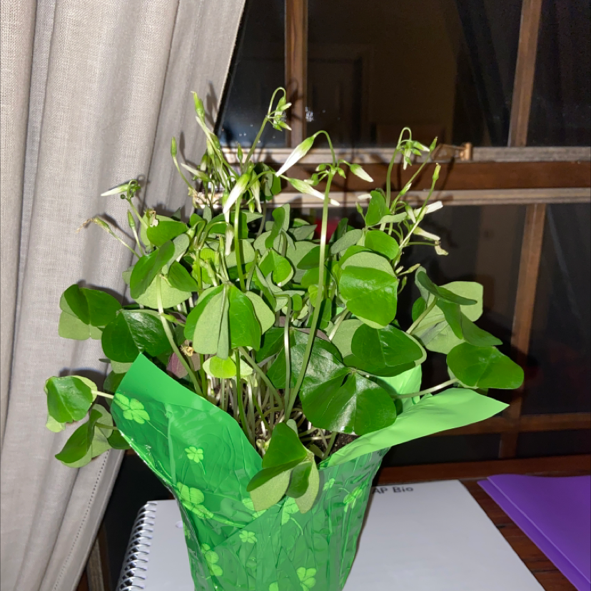 Thriving purple shamrock plant with lush green triangular leaves growing in a clear glass container with visible roots in water.