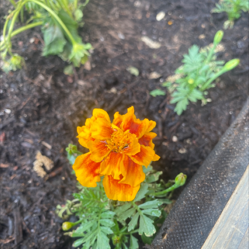 💧 Why Are My African Marigold Leaves Droopy?