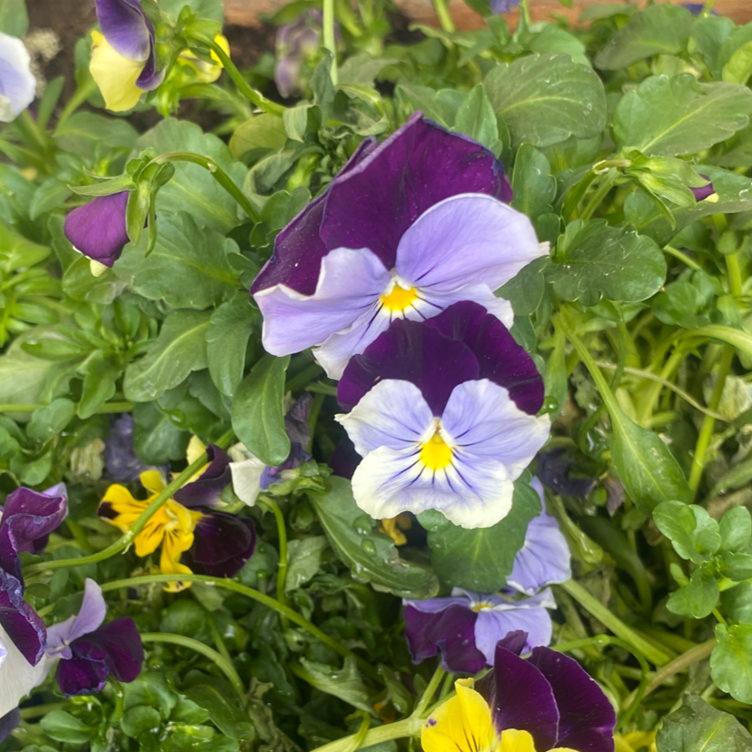 Cluster of Wild Pansy plants with vibrant purple and yellow flowers, mostly healthy leaves.