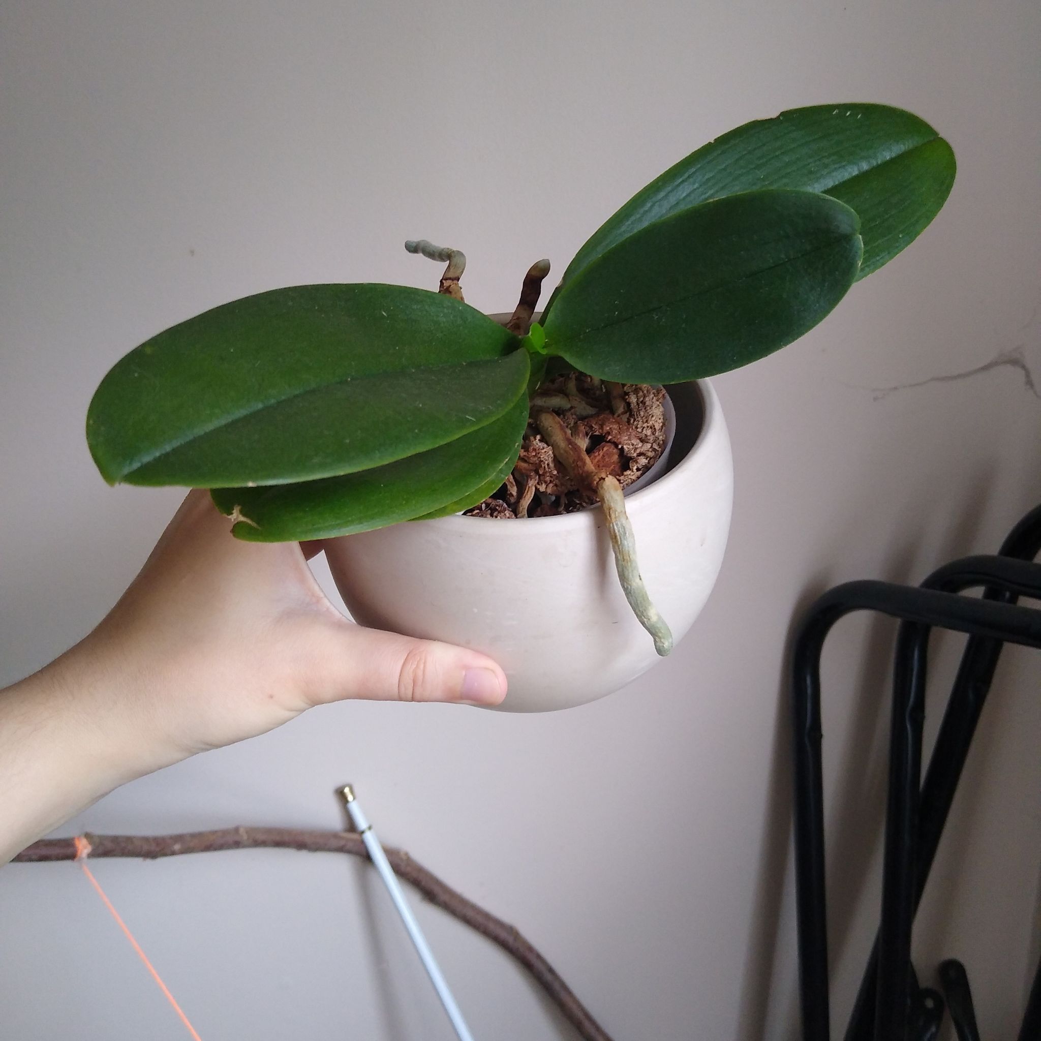 Aphrodite's Phalaenopsis plant in a pot, held by a hand, with green leaves and no visible flowers.