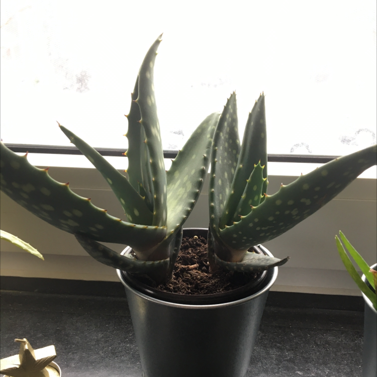 Photo of the plant species Jurassic Dino by @Redfox named Cera on Greg, the plant care app