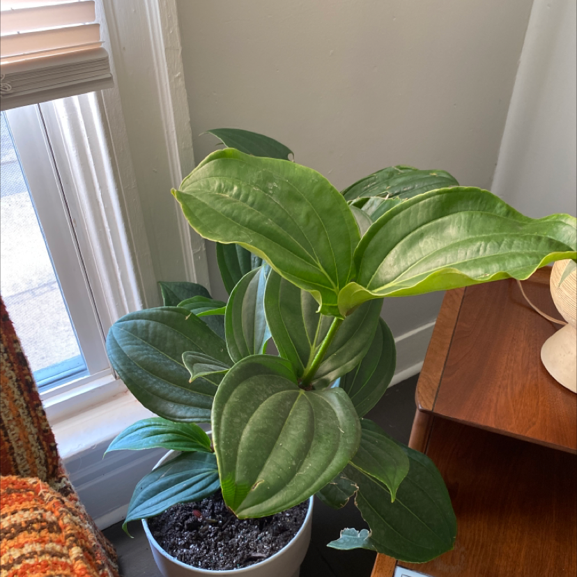 Indoor potted Showy Medinilla plant with large green leaves near a window.