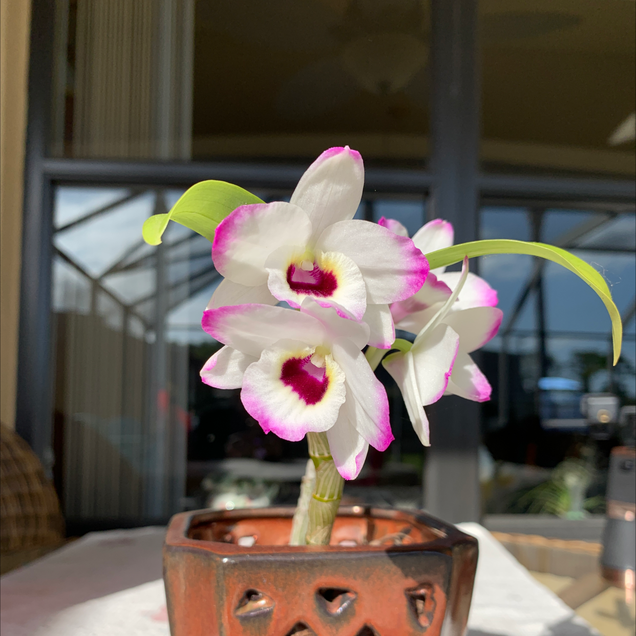 Noble Dendrobium orchid with white and pink flowers in a decorative pot.