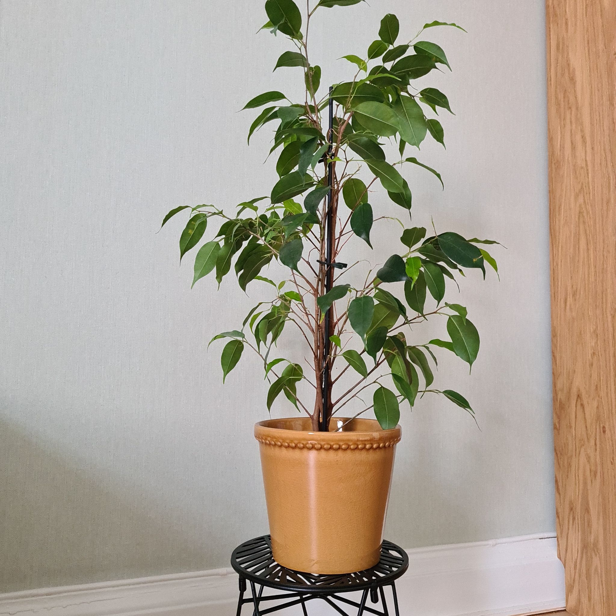 Photo of the plant species Weeping Fig by @Rhonlea named Benjamin on Greg, the plant care app
