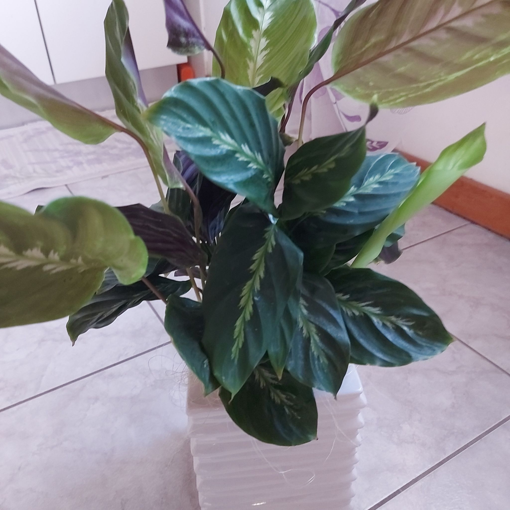 Photo of the plant species Goeppertia louisae by @BossTearose named Madonna on Greg, the plant care app