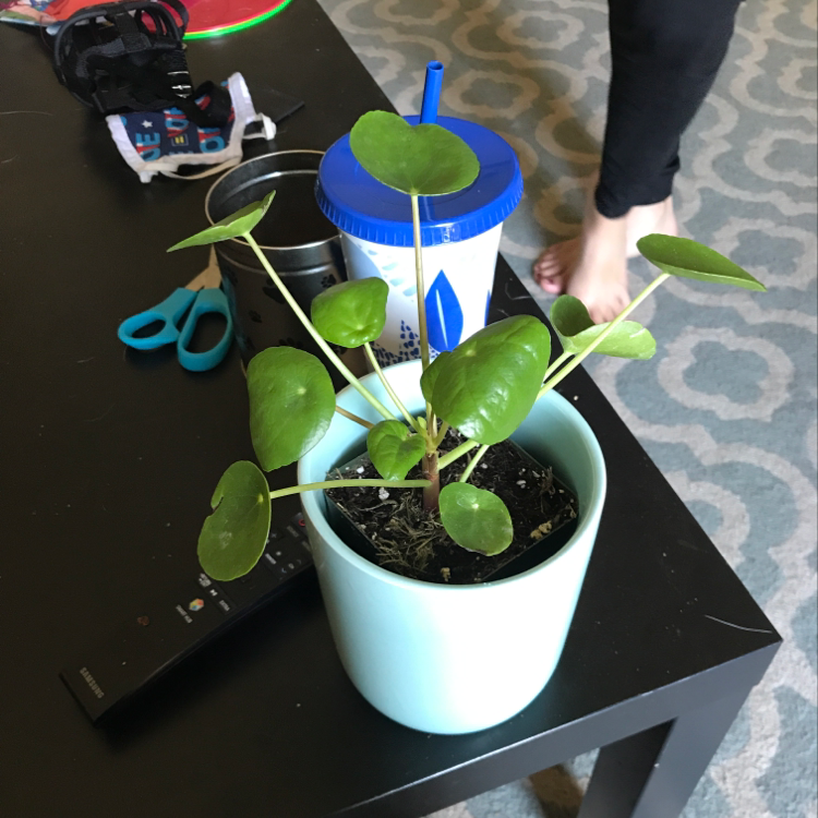 Photo of the plant species Chain by Ann named moneymoneymoneyyy on Greg, the plant care app