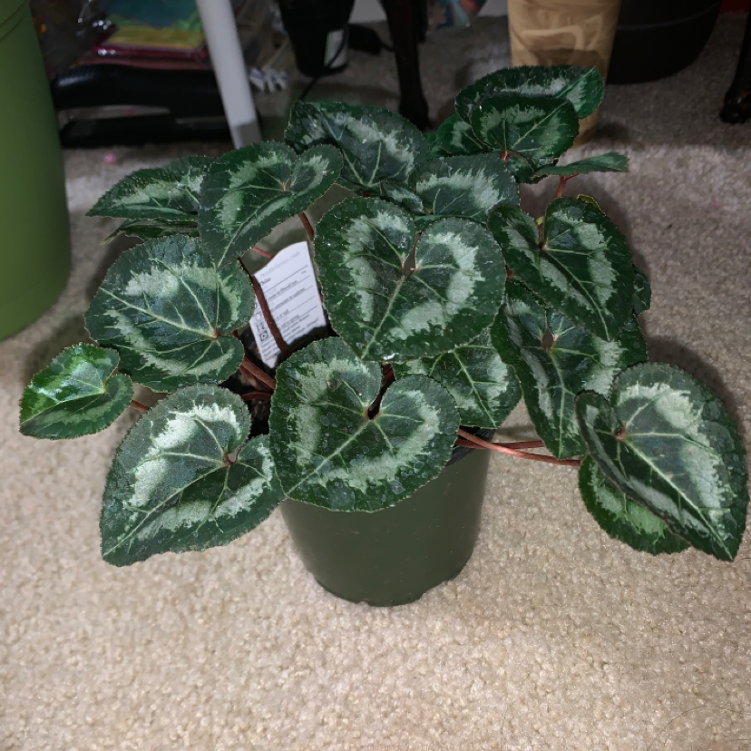 Healthy potted Persian Cyclamen plant with large marbled leaves, a hand holding an identification tag near one leaf.