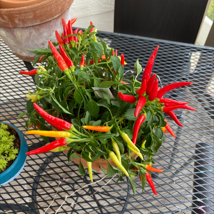 best fertilizers for peppers