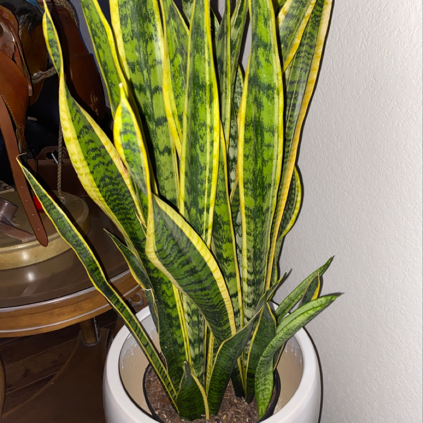 Healthy Snake Plant (Sansevieria trifasciata) in a pot with vibrant green leaves and yellow edges.