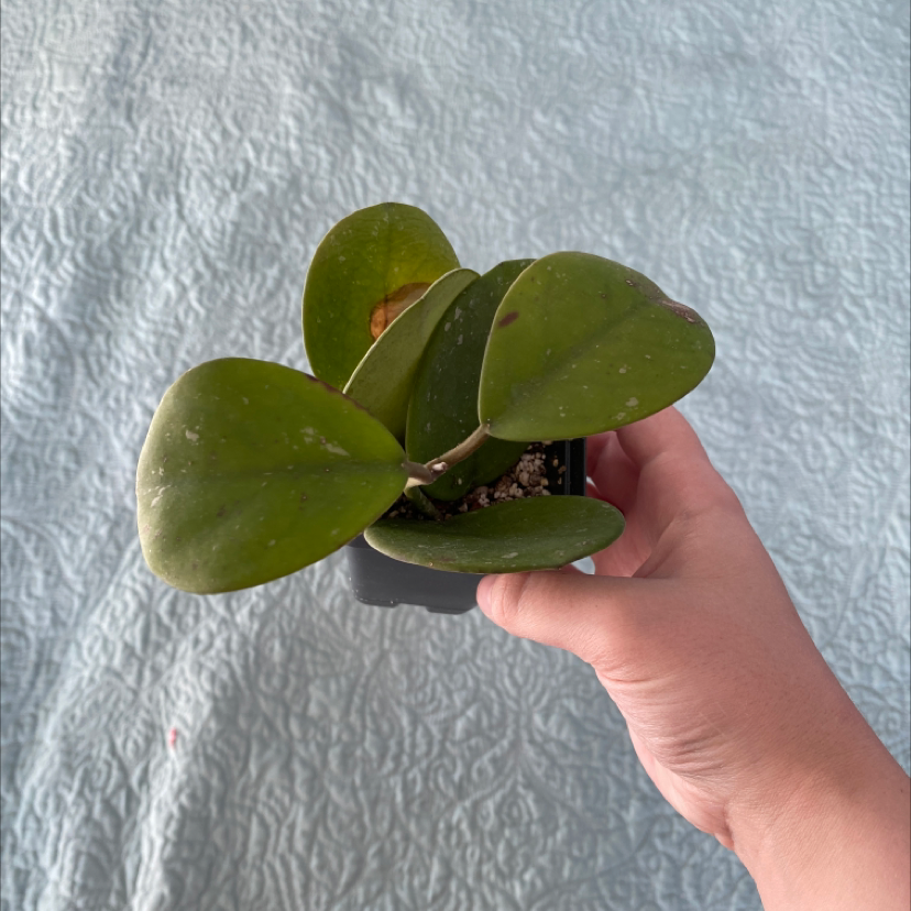 A Hoya obovata plant with thick, oval-shaped leaves held by a hand.