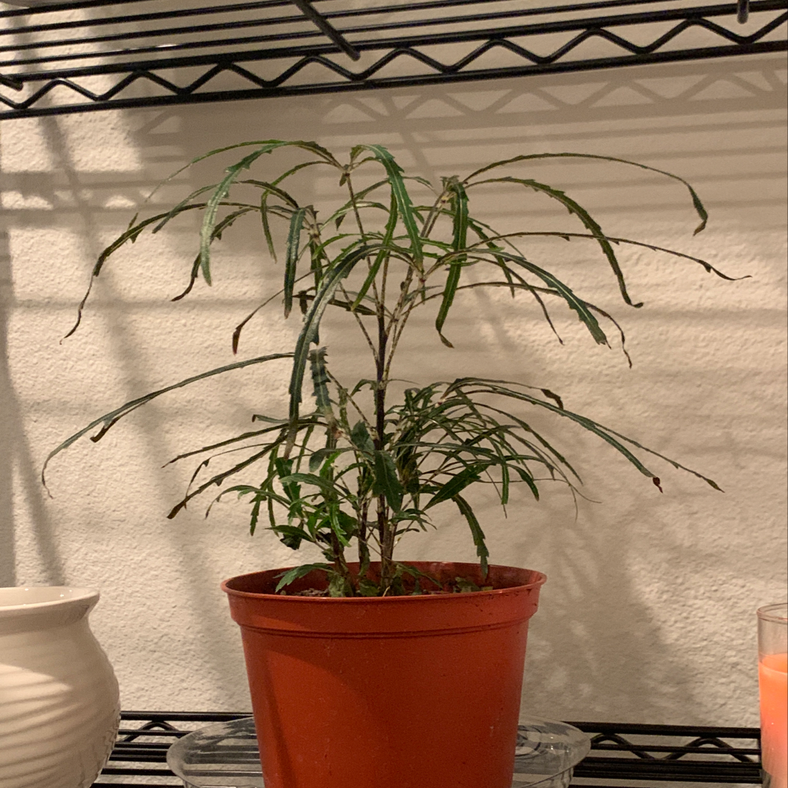 Potted false Aralia plant with wilting and browning leaves on a shelf.