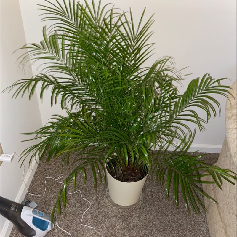 Healthy pygmy date palm in a white pot, with lush green fronds and visible soil. A scale is next to the plant for tracking growth.