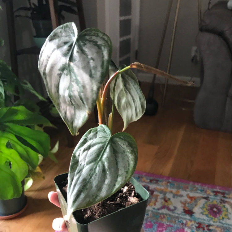 Thriving Heartleaf Philodendron with variegated heart-shaped leaves in a small black pot, no signs of damage or disease.
